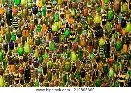 A colorful collection of beetles in Montreal insectarium