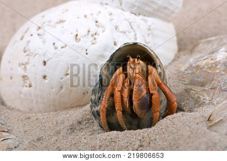 Caribbean Hermit Crab (Coenobita clypeatus) on the beach
