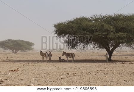 Wild donkey and antelope Addax (Addax nasomaculatus) were introduced from Sahara desert.