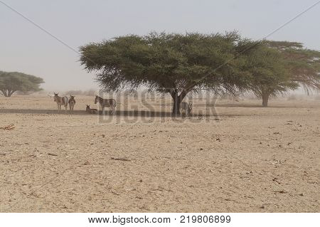 Wild donkey and antelope Addax (Addax nasomaculatus) were introduced from Sahara desert.