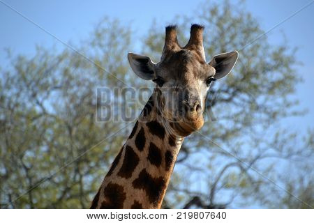 Attentive look of a giraffe in an African reserve