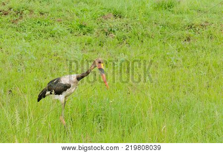 Saddle-billed stork (Ephippiorhynchus senegalensis) in Serengeti National Park