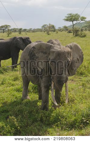 Closeup of African Elephant (scientific name: Loxodonta africana, or 