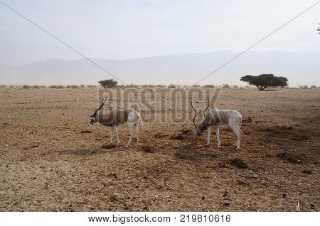 Antelope Addax (Addax nasomaculatus) were introduced from Sahara desert and well adopted in nature reserve near Eilat, Israel. Sand storm
