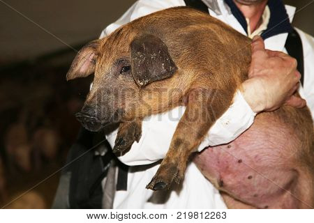 Newborn mangalitsa mangalica piglets growing on animal farm