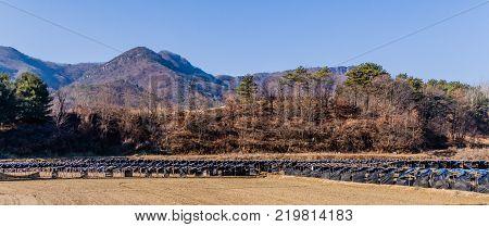 South Korean Red Ginseng Farm