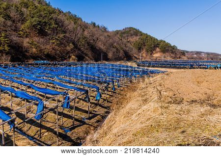South Korean Red Ginseng Farm