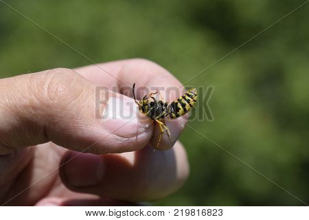Common wasp on pinched fingers. Caught wasp.