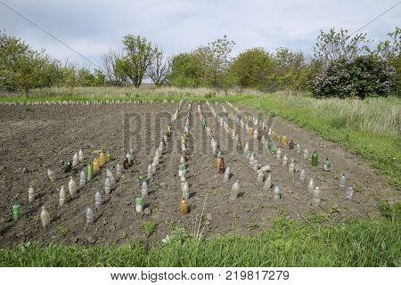 Use of plastic bottles to protect seedlings of vegetables from pests and cold. Protection from the Gryllotalpa gryllotalpa. Planting the garden