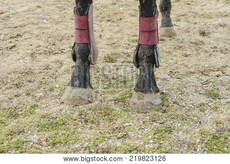 The horse walked around the stadium. Rideable horse.