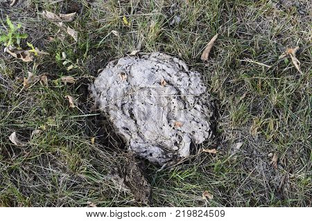 Dried cow dung in the grass. The excrement of livestock.