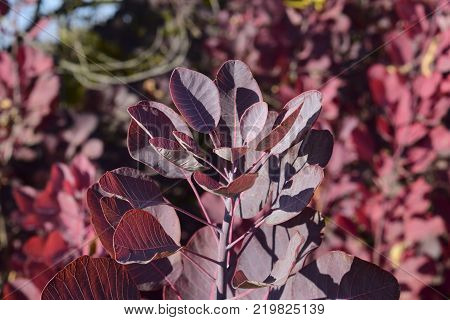 Autumn red color of leaves of cotinus coggygria. Paints of fall.