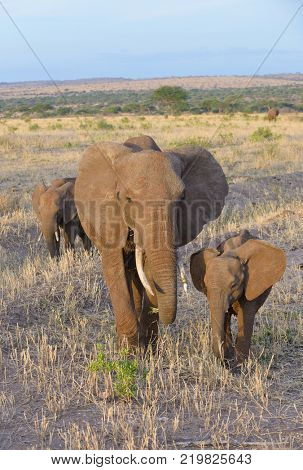 Closeup of African Elephant (scientific name: Loxodonta africana, or 