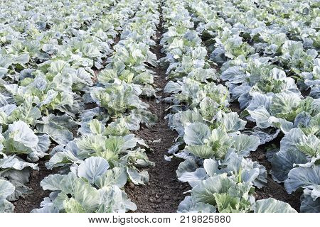 Cabbage field. Cultivation of cabbage in an open ground in the field. Month July, cabbage still the young.