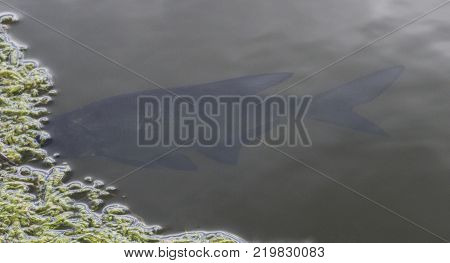 Underwater scene showing different colorful fishes swimming