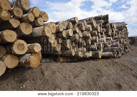 Trunks of trees cut and stacked in the foreground green forest in the background