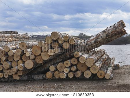 Wooden Logs with Forest on Background Trunks of trees cut and stacked in the foreground green forest in the background