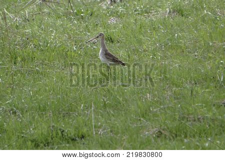 sitting in the grass a small marsh bird snipe