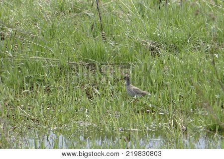 a small marsh bird snipe sitting in the grass
