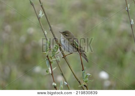 a small bird Sparrow a little on the branch