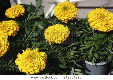 Yellow flower beautiful ooh in pots for seedlings