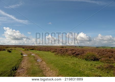 Open expanses of heather and gorse moorland above Doone Valley near Malmsmead, Exmoor, North Devon