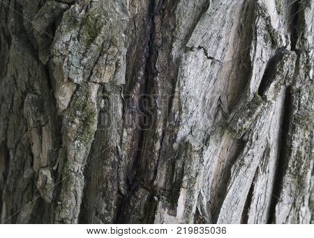 Long View up a Tree Trunk bark deciduous