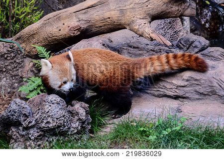 Photo Picture of Lesser Red Panda Firefox Mammal Animal