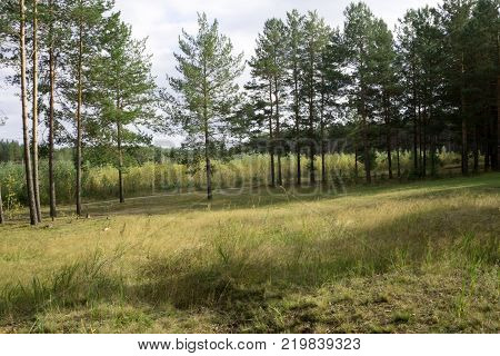 Dark forest background. tops of trees  forest trees