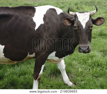 Cow with a view green meadow and cattle on a walk