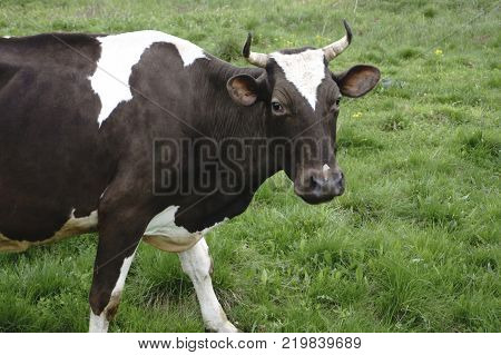 green and cattle on a walk  a cow looks at the photographer