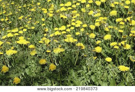 big Yellow field of dandelions and the dark background