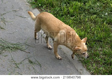 in dark color Dog playing outside smiles