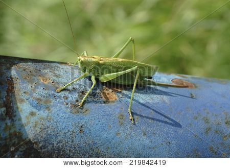 locust on a wet leaf locust imitating a leaf animal leaf