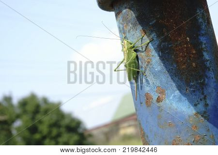 locust on a wet leaf locust imitating a leaf animal leaf
