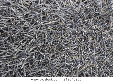 Texture hedgehog needles. The surface of the hedgehog back.