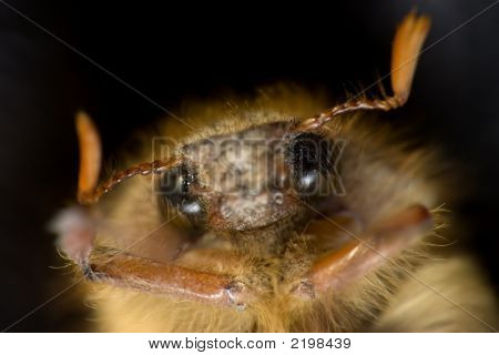 Monstre souriant