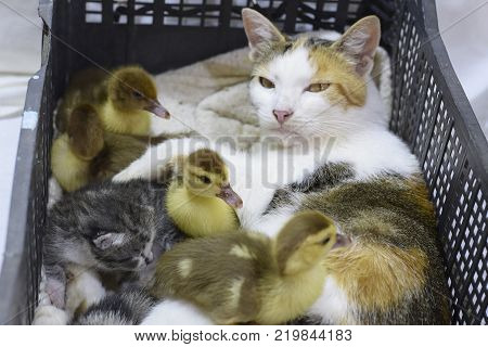 Cat foster mother for the ducklings. Cat in a basket with kitten and receiving musk duck ducklings.