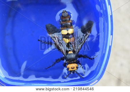 Megascolia maculata. The mammoth wasp. Wasp Scola giant circle in the water.