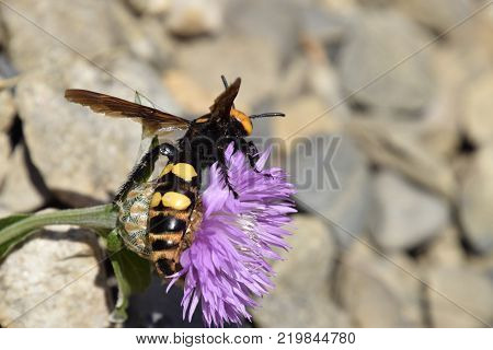 Megascolia maculata. The mammoth wasp. Scola giant wasp on a flower.
