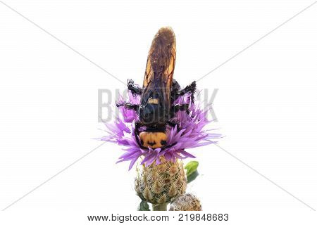 Megascolia maculata. The mammoth wasp. Scola giant wasp on a flower.