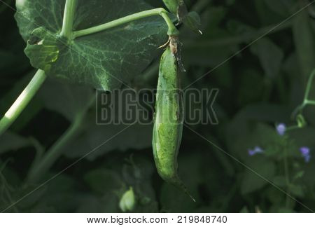 Photo of a fresh bright green pea pod on a pea plant in a garden. Growing peas outdoors.