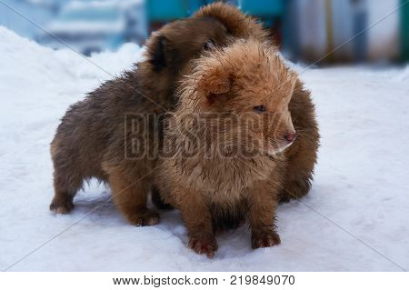 Stray puppies outside in the winter in the snow.