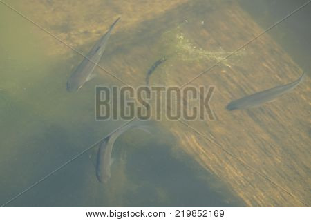 plenty of small fish in the green pool