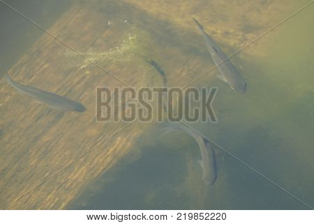 plenty of small fish in the green pool