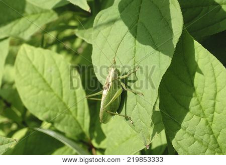Indian locust of Acrididae family perched on green bush