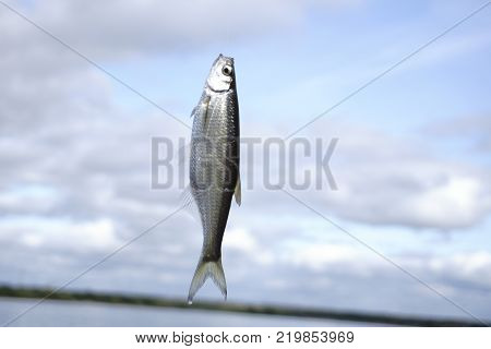 plenty of small fish in the green pool