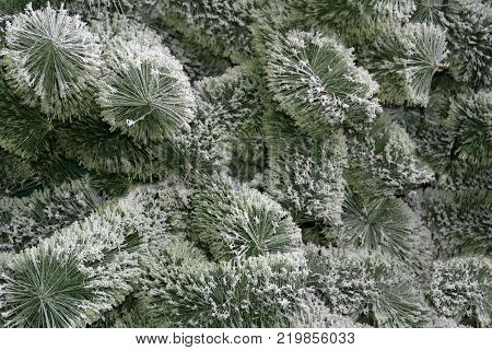Large moth on evergreen tree in green