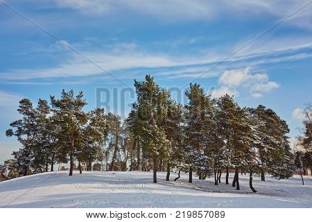 Winter day in a pine forest park.