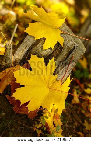 Gula blad på en torr Stump